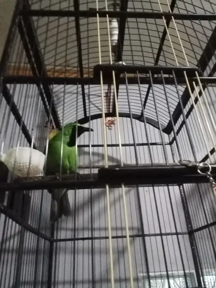 Manuk bunyi gacor pantau kapan aja INSA Allah bunyi