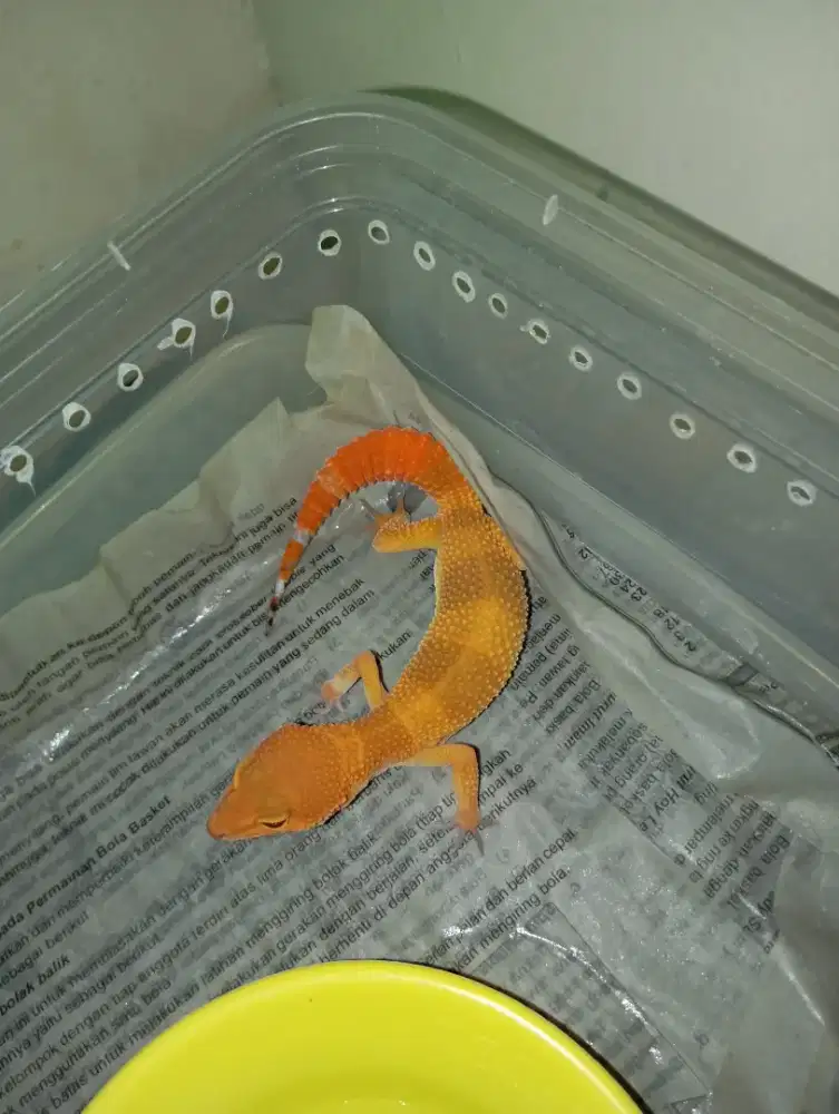 Jual Gecko Juve,,data lengkap..sehat semua