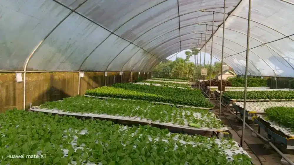 Lahan Usaha di Over Hydroponic