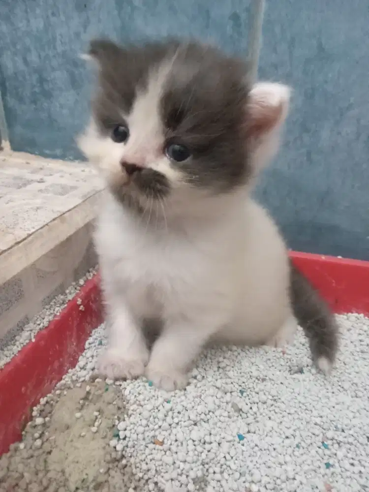 Open adopt anak kucing Persia