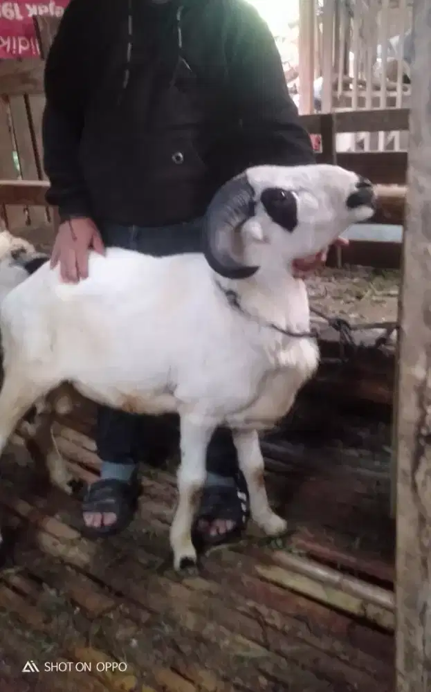 Domba Qurban Ekonomis Si Comot