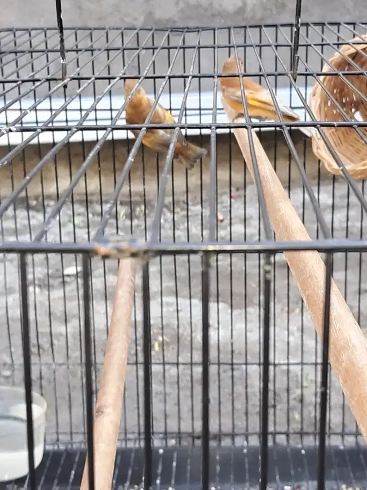 Paud RED SISKIN jantan