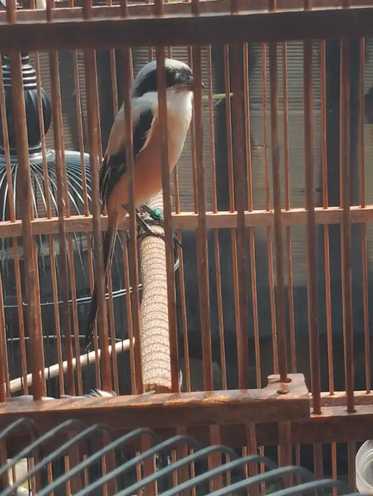 Pentet prospek tinggal poles