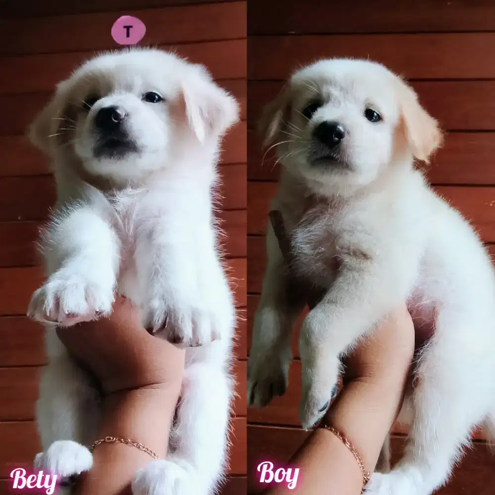 Puppy betyna dan jantan