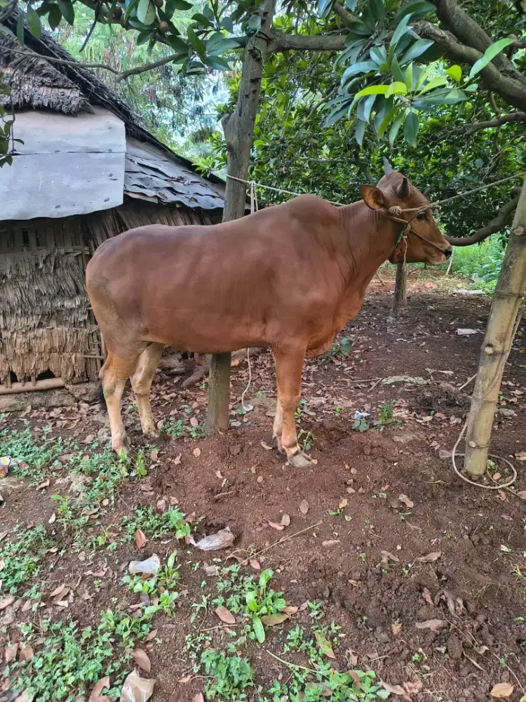 Sapi Qurban Sehat Siap Antar – Bisa Pilih Langsung dari Kandang