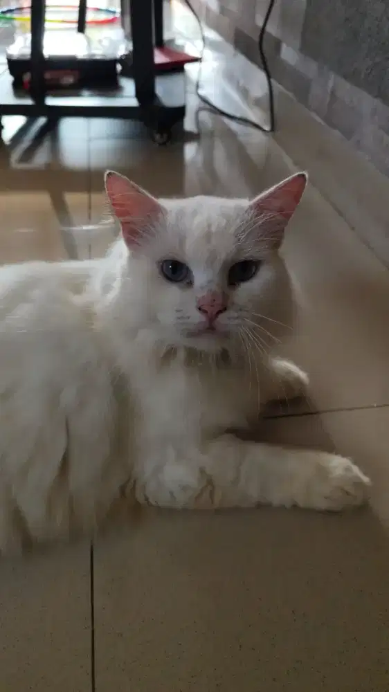 DIBUTUHKAN CAT SITTER (FULL-TIME) – PAKUAN REGENCY, BOGOR