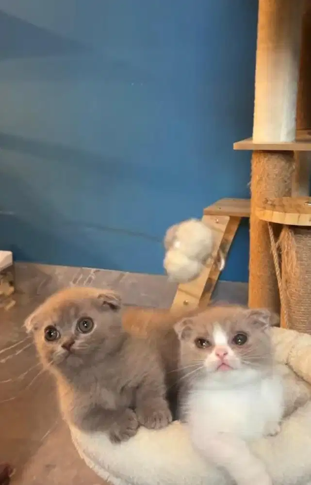 Munchkin bsh gaelic fold lilac betina dan jantan