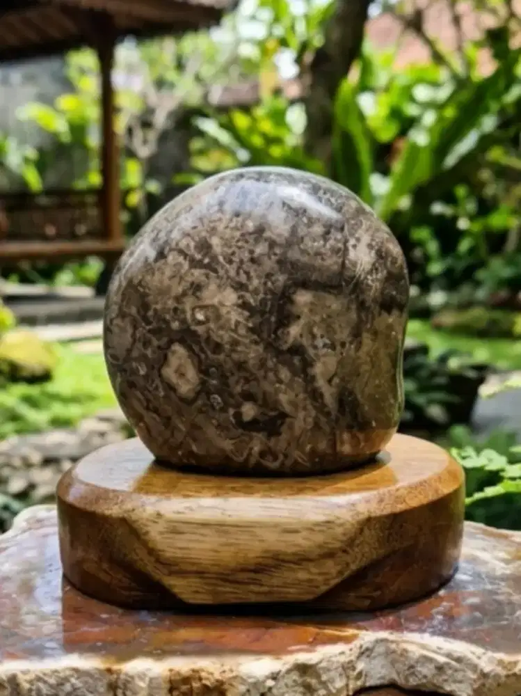 Pajangan Fosil Kelor Unik Plus Tatakan