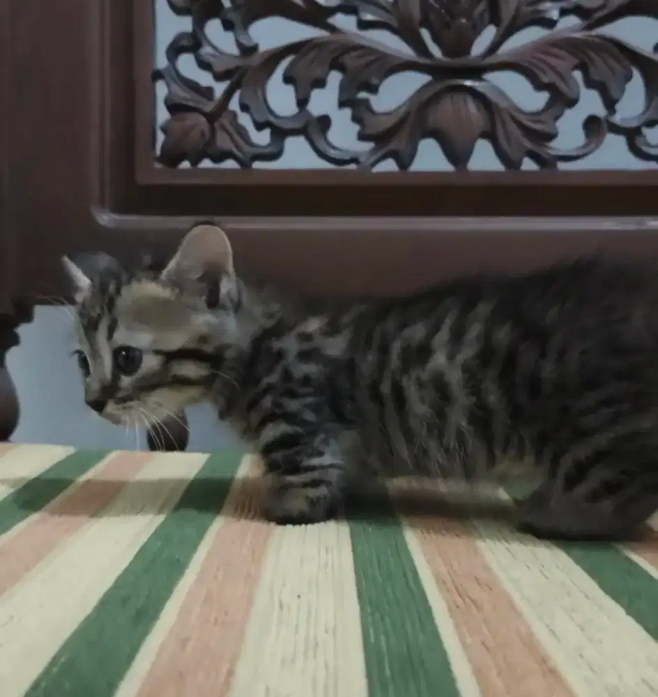 Lepas Adopt Kucing Munchkin Cebol Betina