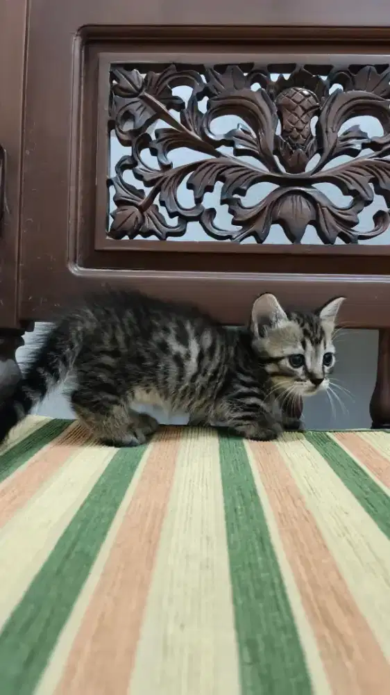 Lepas Adopt Kucing Kitten Munchkin Betina