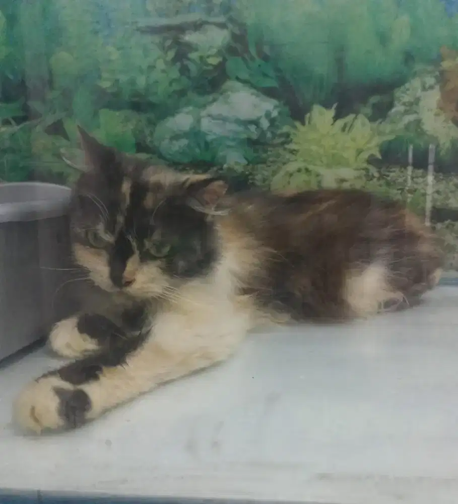 Persia betina Calico