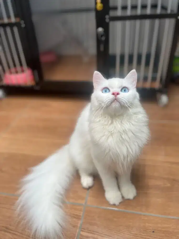 Kucing Persia whitesolid
