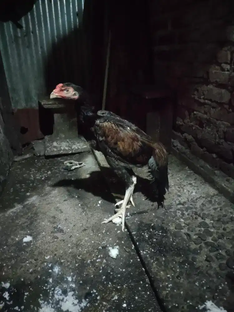 Ayam shamo x Bangkok umur 6 bulanan