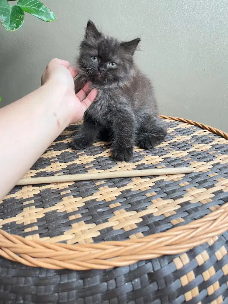 Kucing kitten persia