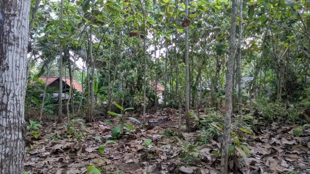 DI JUAL TANAH KEBUN JATI