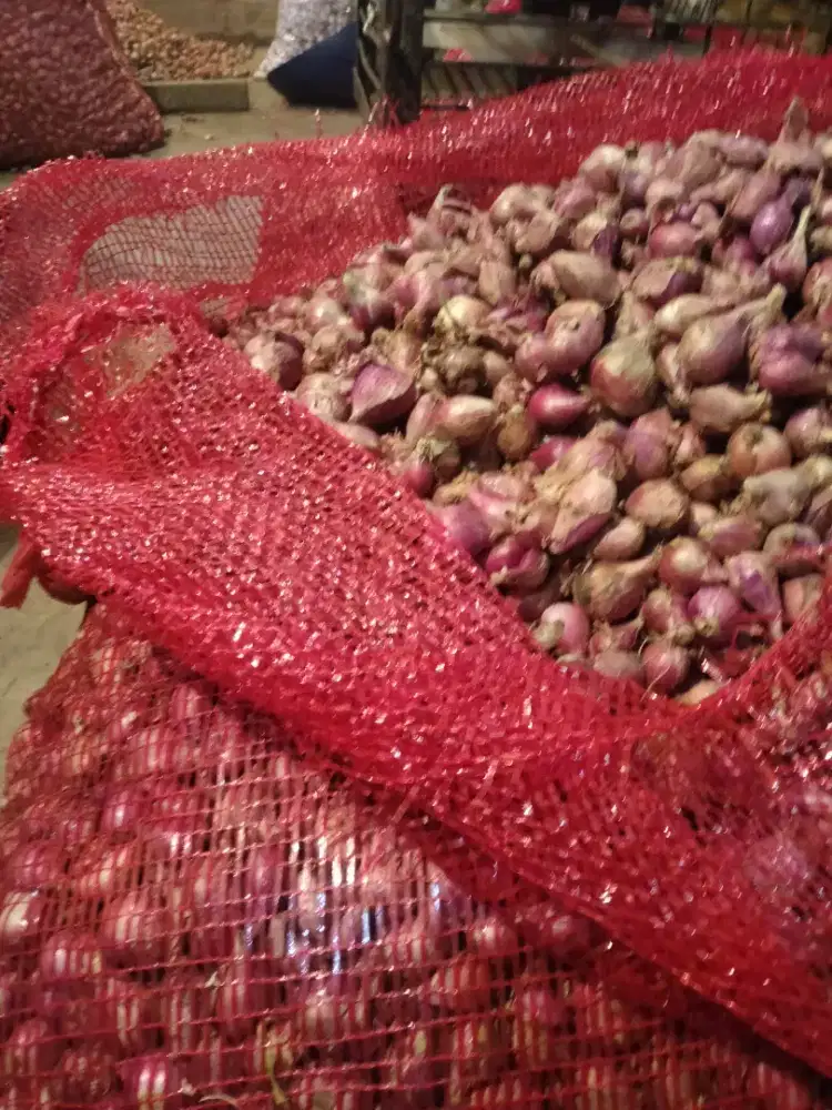 Bawang brebes cibitung