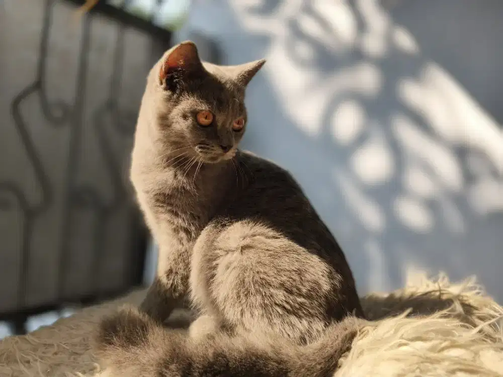 Kitten British short hair