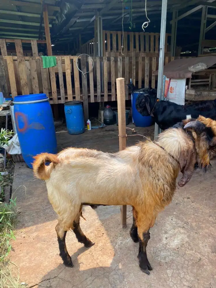 Menjual hewan kambing