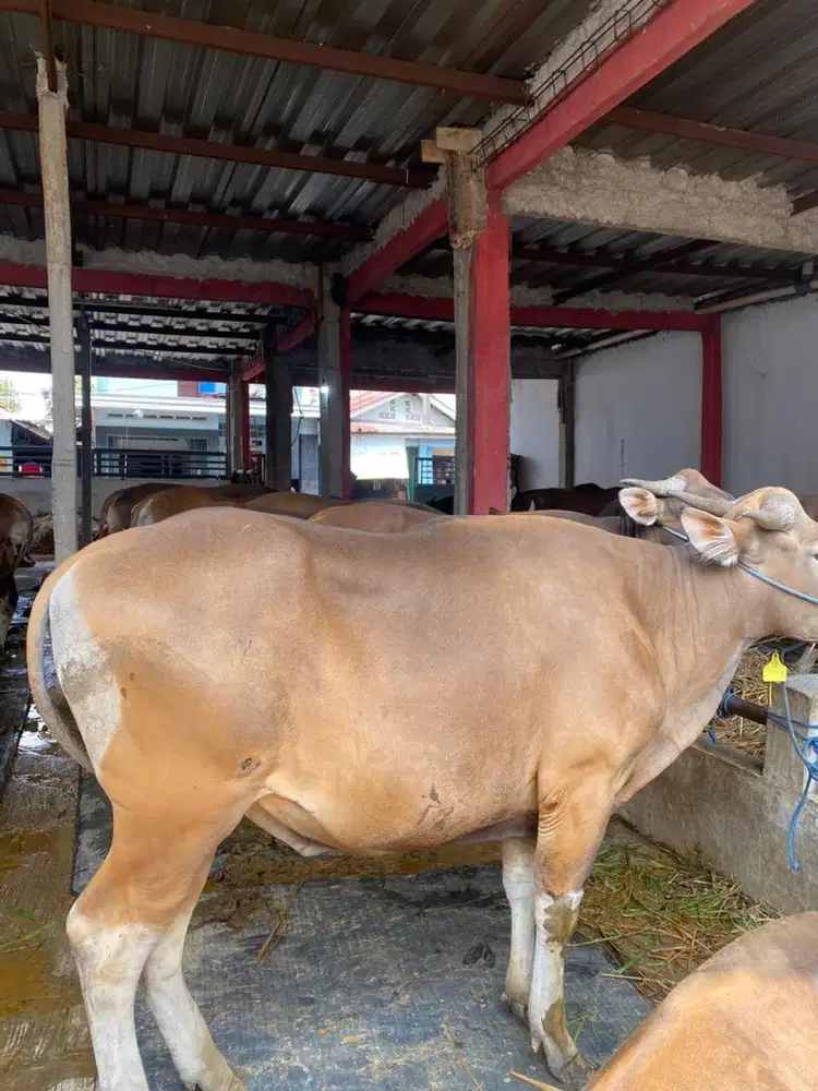 Sapi bali hewan kurban