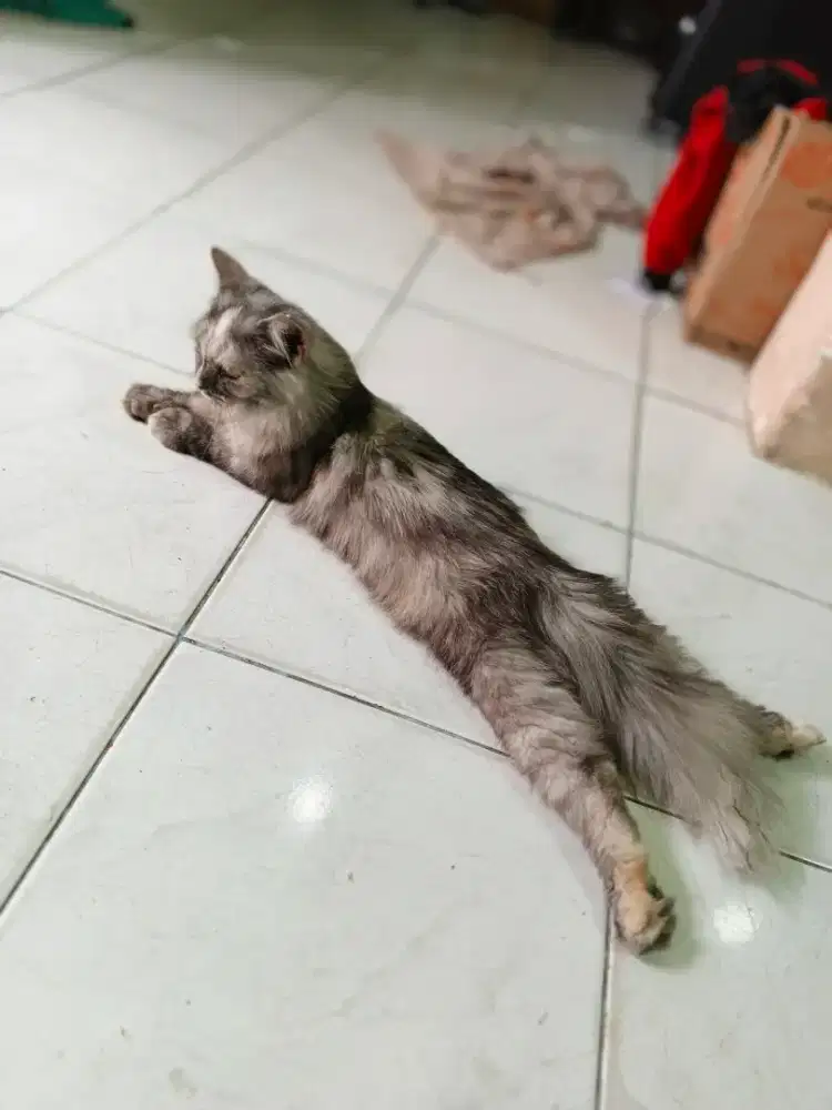 Open adopsi yang LG cari kucing