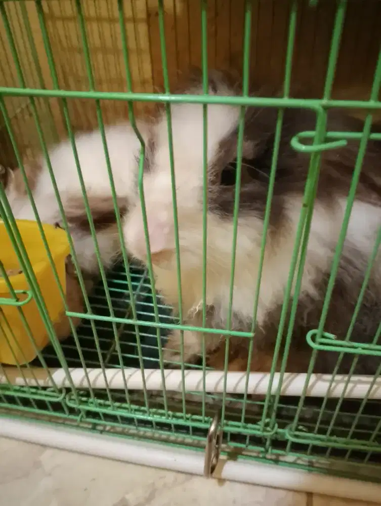 Kelinci inggris anggora