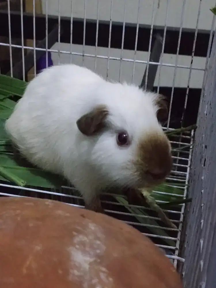 Marmut hias / guinea pig america california