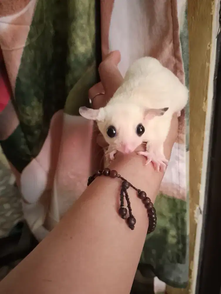 Sugar gilder leostik mozaik