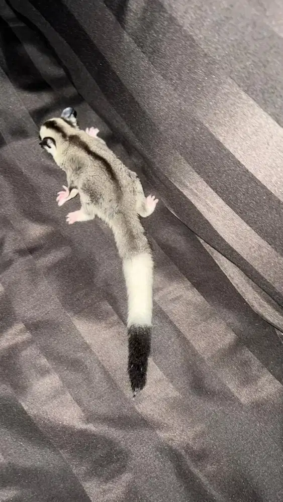 sugar glider whiteface mozaik