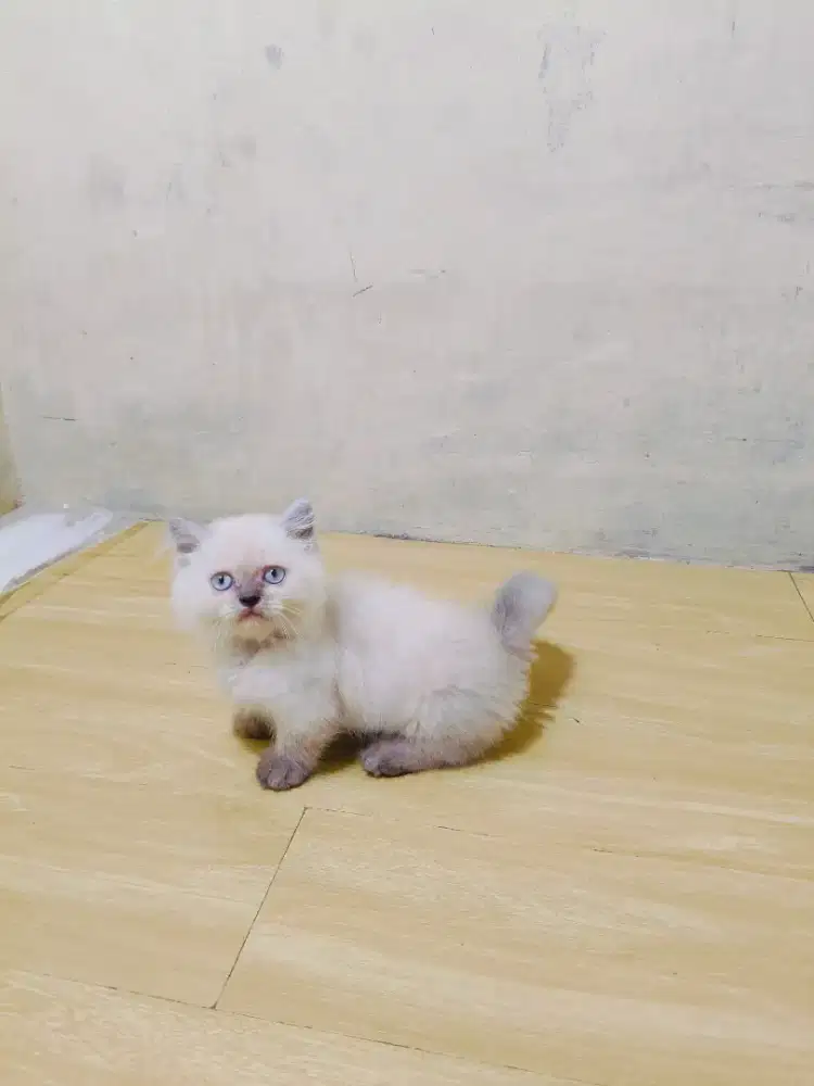 Kitten munckhin himalaya