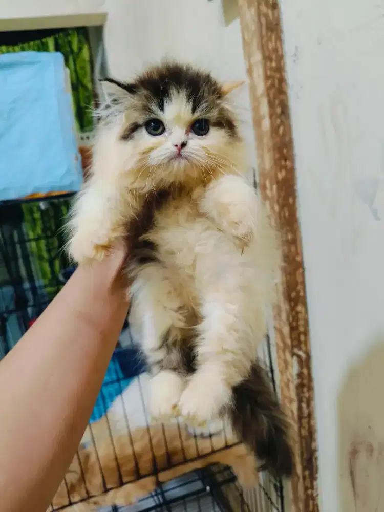Kitten Persia calico
