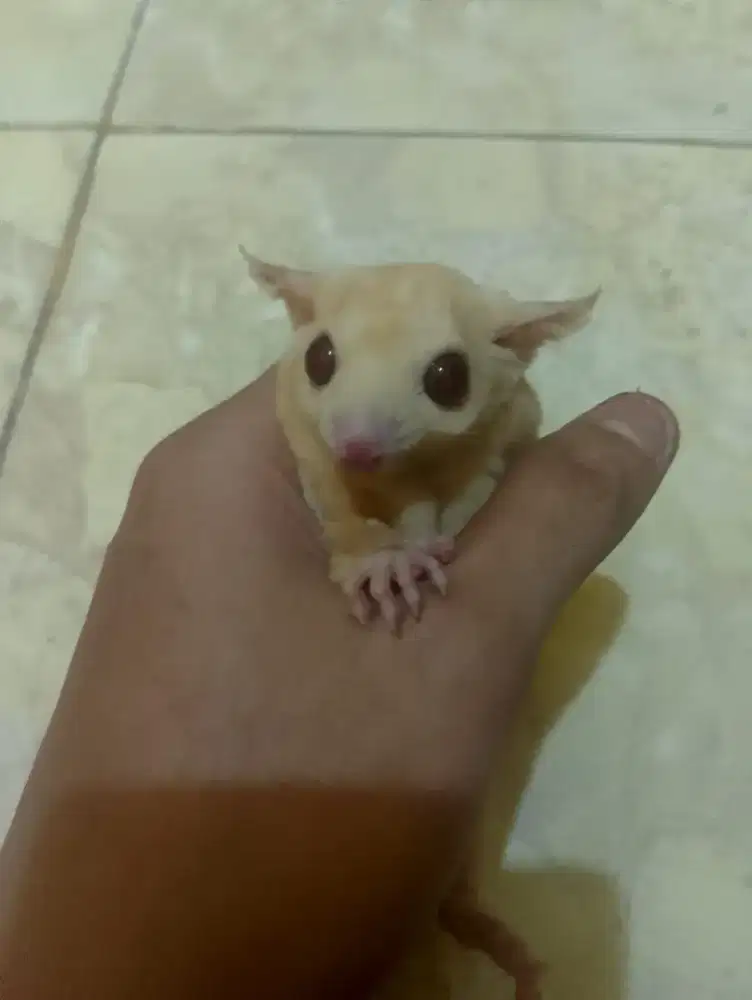 Sugar gilder cremino albino