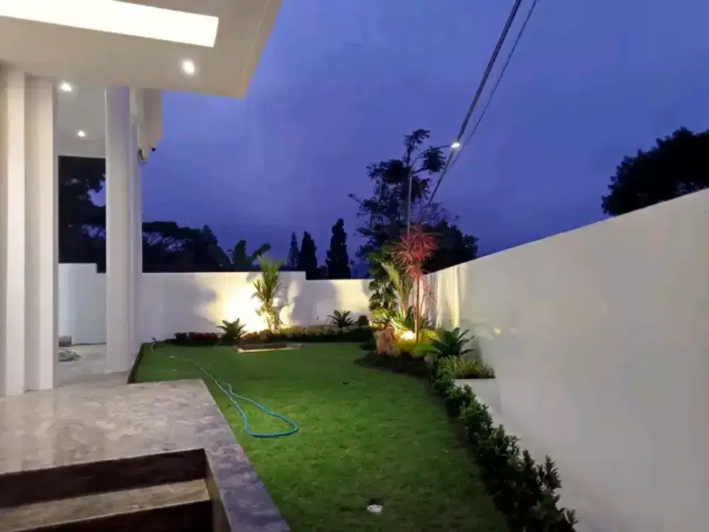 Jual rumput hias gajah mini rumput hias varigata