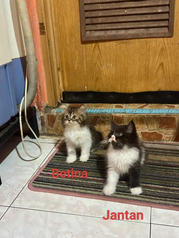 Kucing British Long Hair BLH