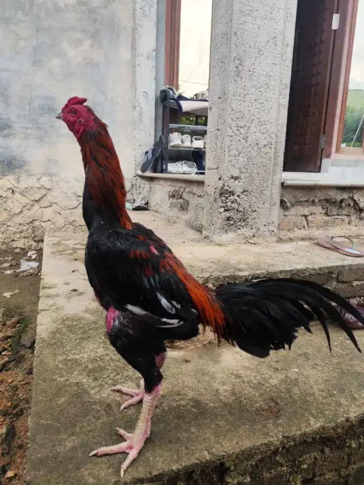 Jual ayam Bangkok
