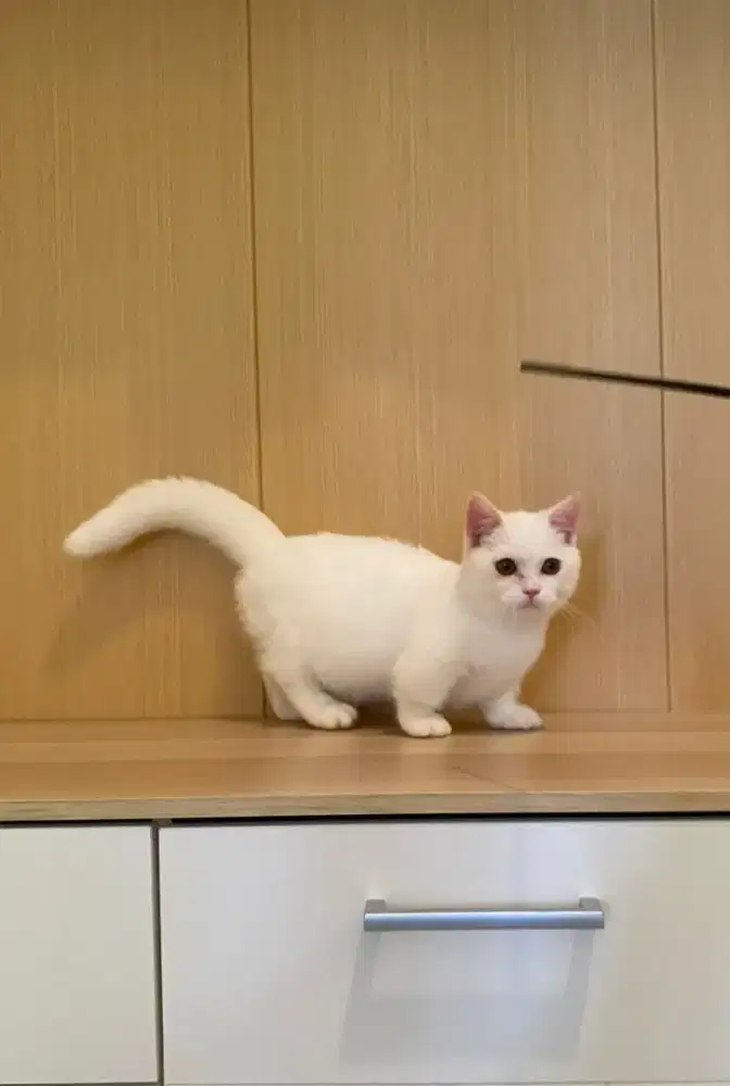 BSH Munchkin Jantn 6 bln
Sudah Vaksin