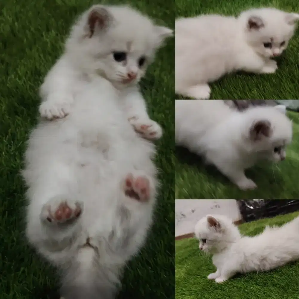 Kitten Munchkin ragdoll betina