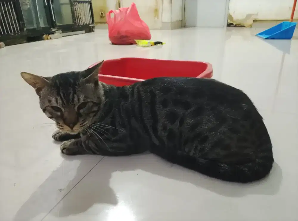 Kucing Sudah Vaksin, Sehat & Terawat