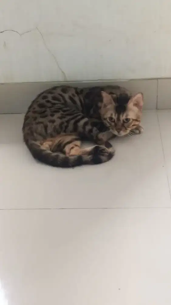 Kucing Sehat & Aktif, Usia Muda, Belum Vaksin