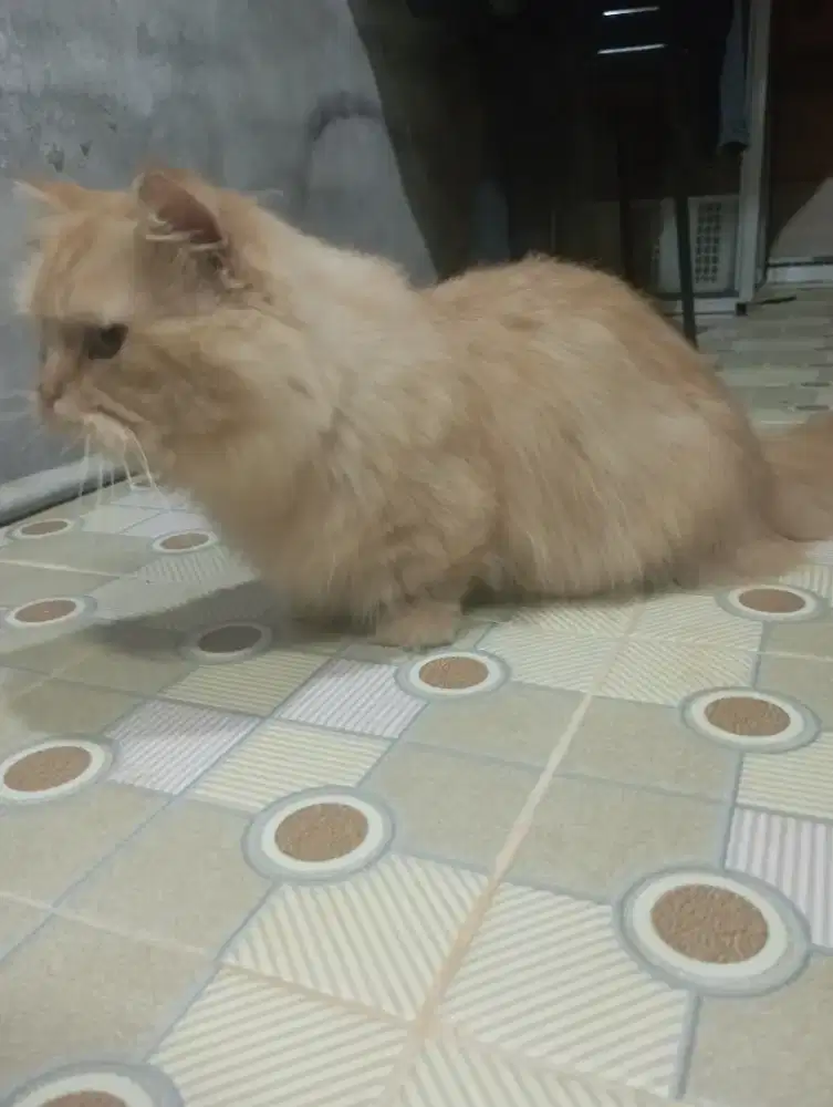 Kucing Munchkin