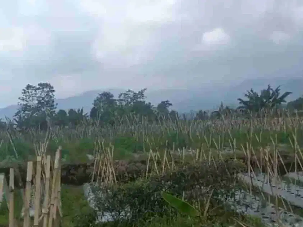 kebun 1400 m2 Ciater Subang