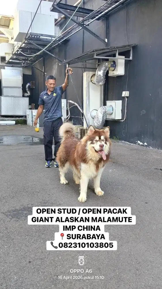 giant alaskan malamute