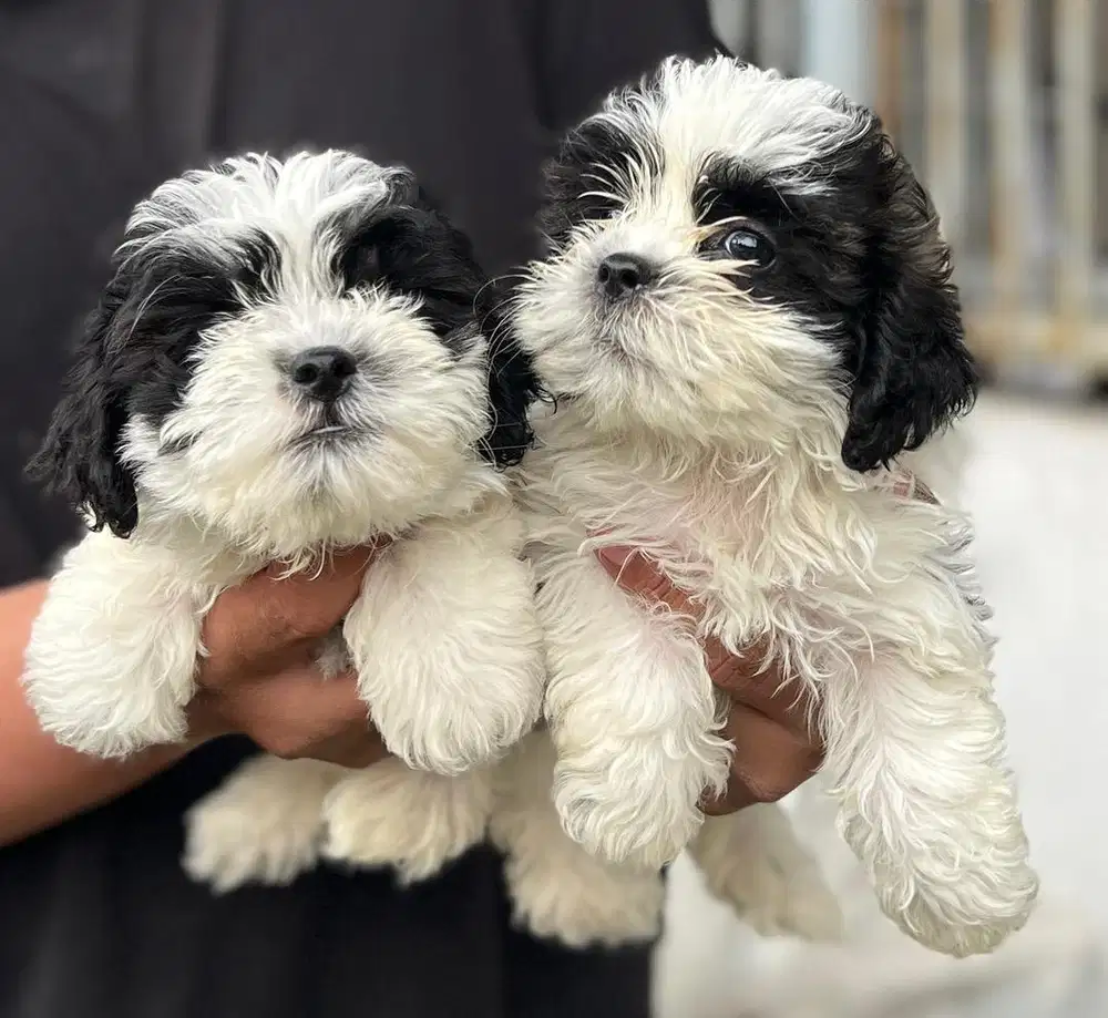 Anjing / puppies shihpoo jantan