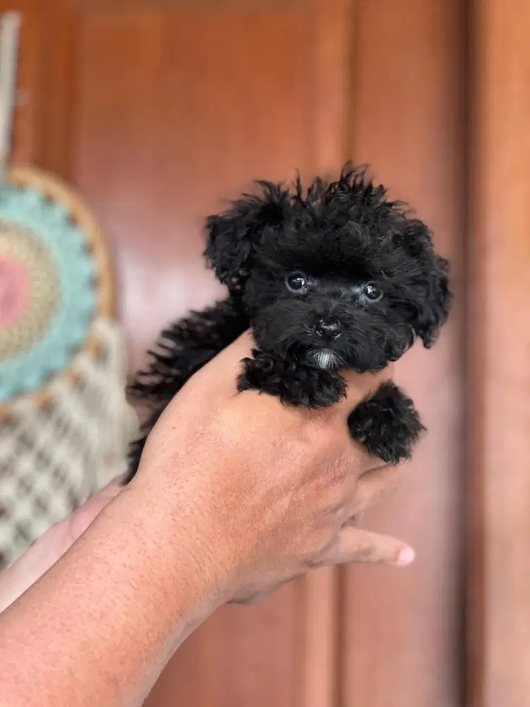 Anjing / puppies tiny poodle jantan hitam