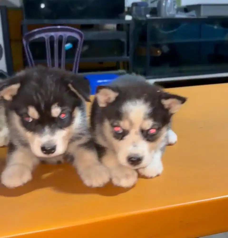 Anjing/ puppies siberian husky betina blue eyes