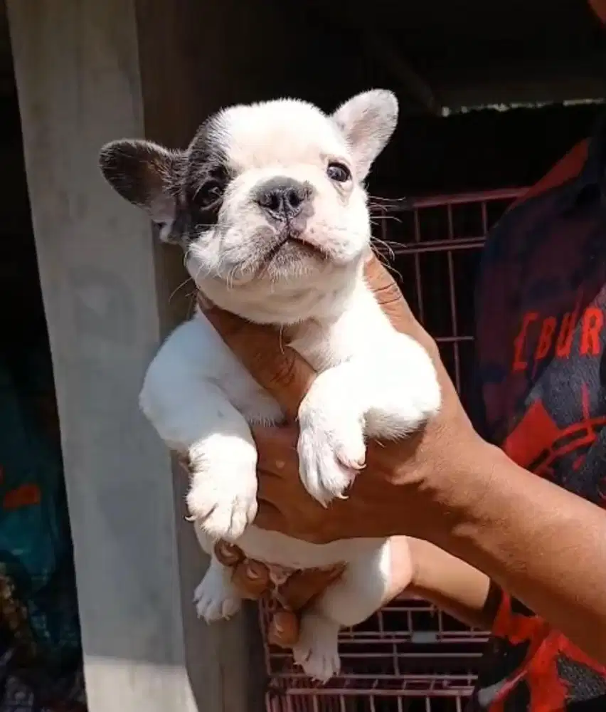 Anjing / puppies french bulldog jantan