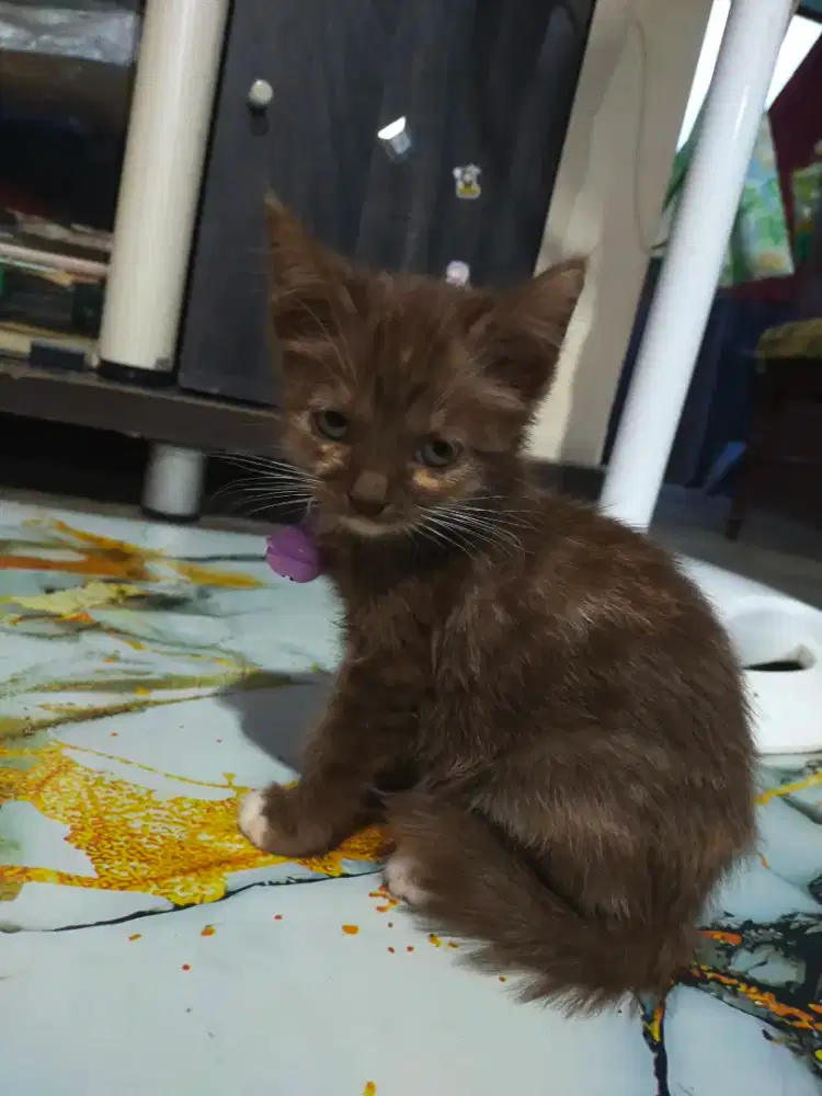 Kucing brown kitten