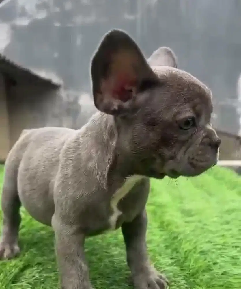 Anjing / puppies french bulldog abu (betina)
