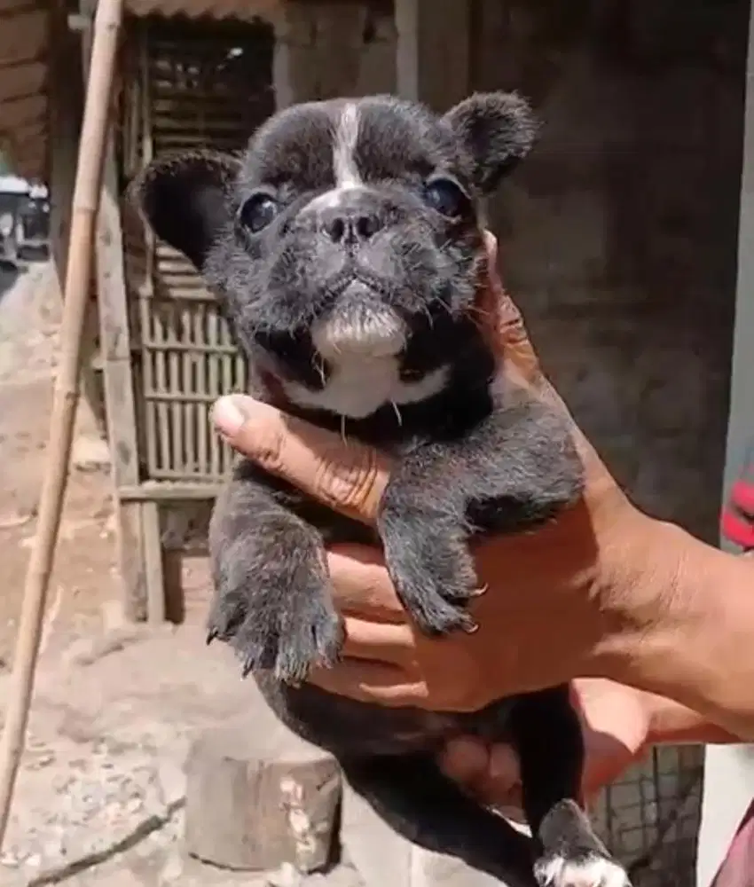 Anjing / puppies french bulldog betina