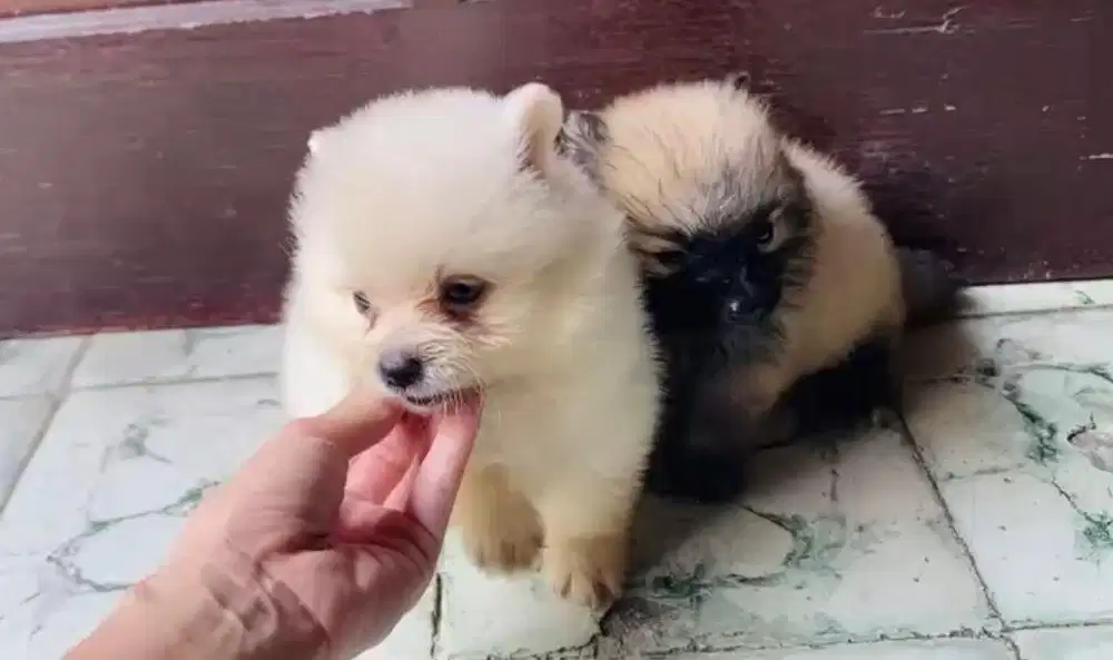 Anjing / puppies minipom jantan