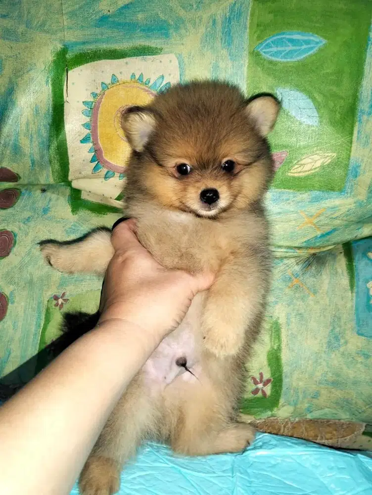 Anjing / puppies minipom jantan cokelat